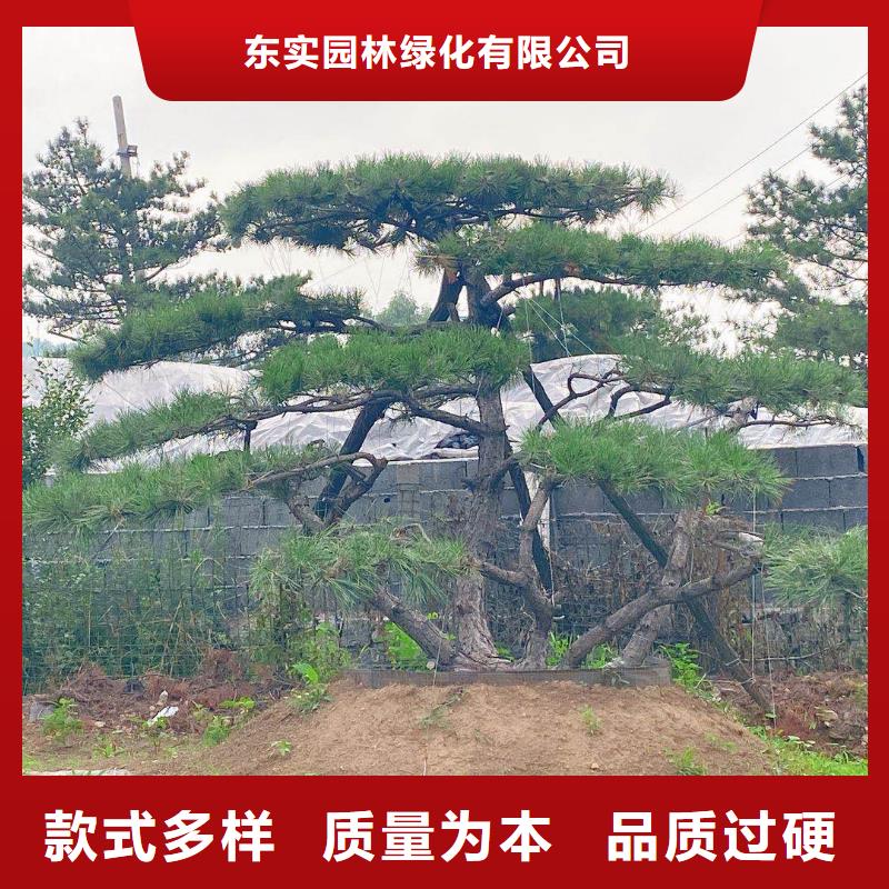 造型池松-视频-船山|蓬溪|巴中|成都|雅安|凉山东实造型池松_ 东实园林绿化(遂宁市分公司)