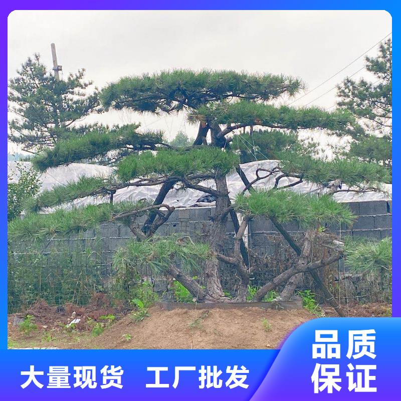 造型池松-视频-造型池松_山西省运城市市场覆盖河津|绛县|阳泉|吕梁|太原|临汾等