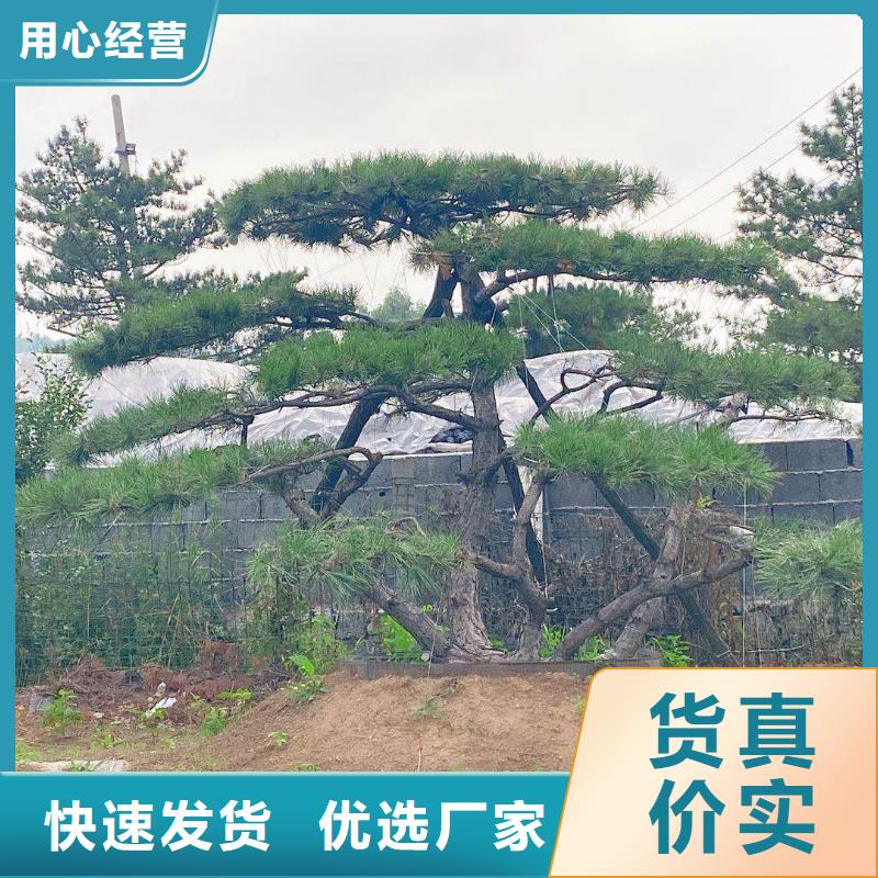 造型松-古桩匠心工艺
