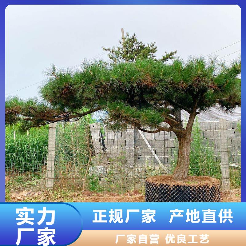 【造型松造型黑松源厂定制】