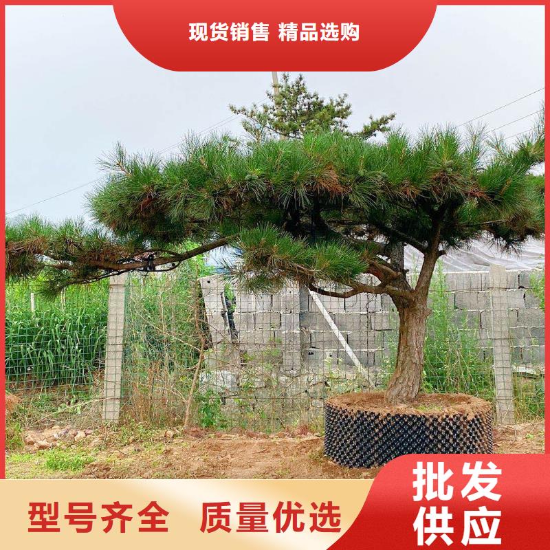 造型松-造型池松来电咨询