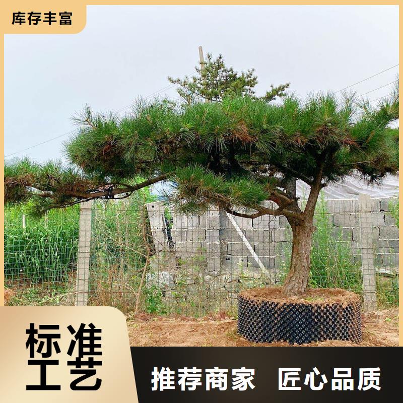 造型松盆景高品质诚信厂家