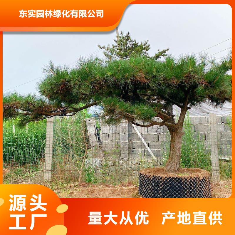 【造型松盆景品质保障价格合理】