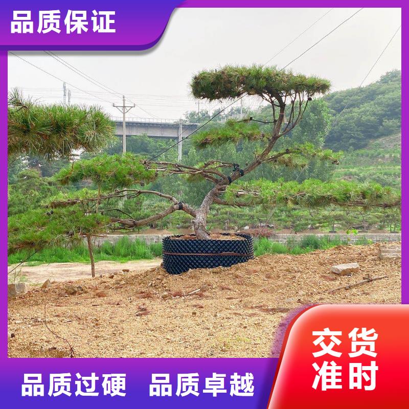  造型松物流配送