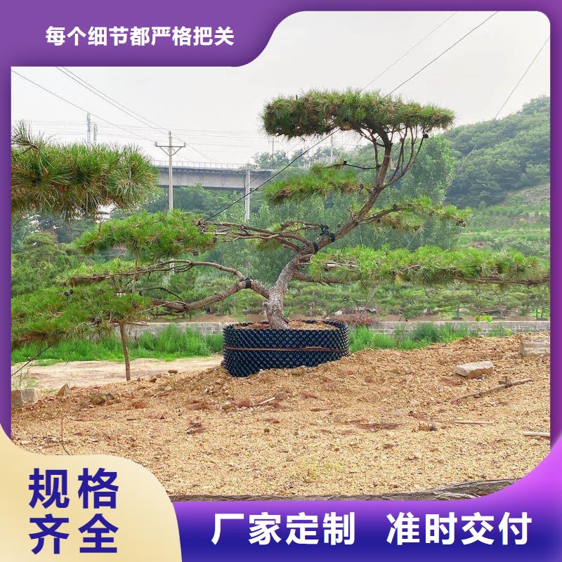 造型松造型油松用心制作