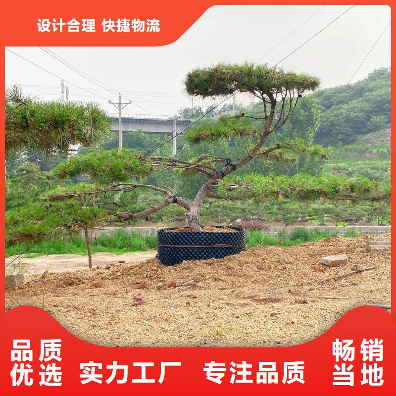 造型松工厂直营