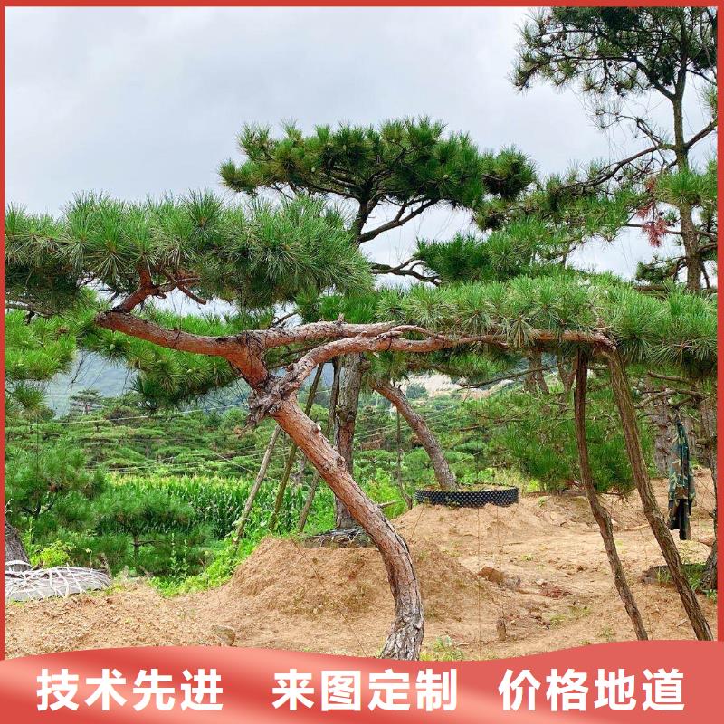 造型松,造型松价格的图文介绍