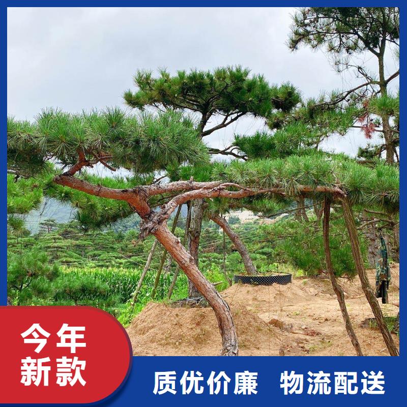 造型松高性价比