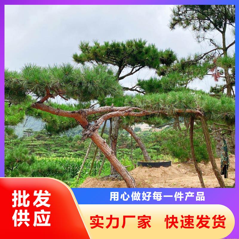  造型松您想要的我们都有