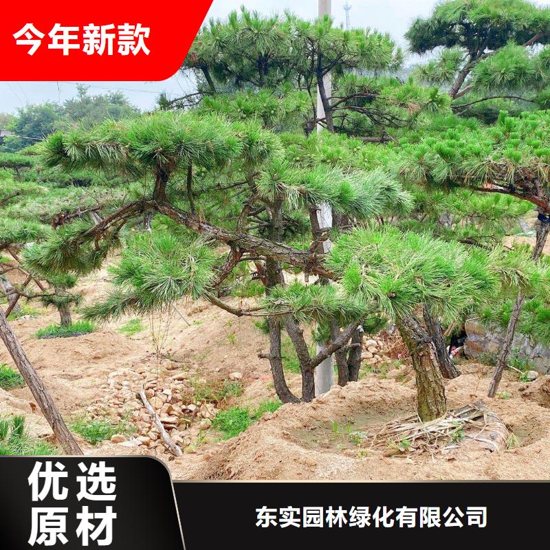 造型松造型池松应用领域