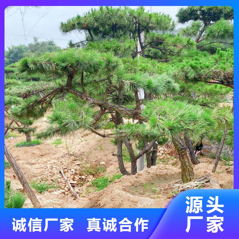 造型松造型黑松加工定制