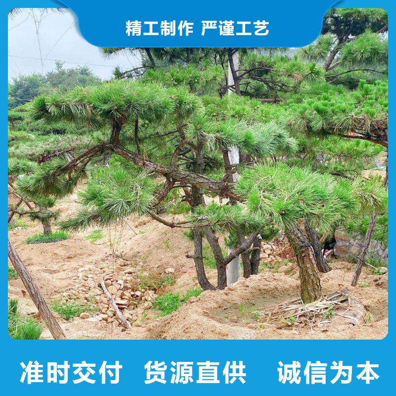造型松平顶松真材实料