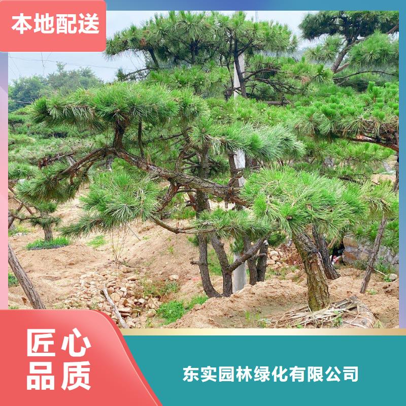  造型松规格齐全实力厂家