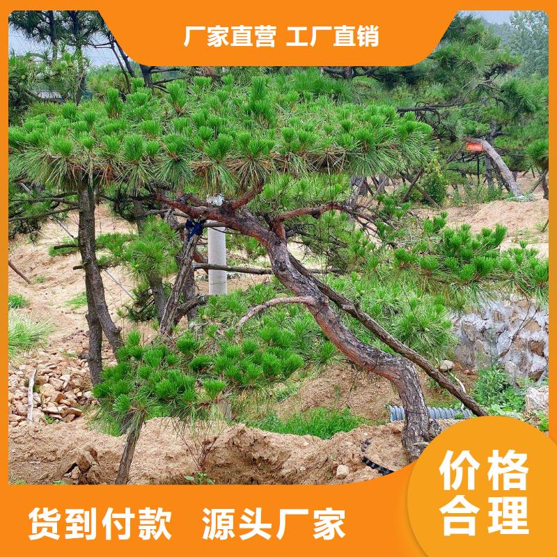 造型松从源头保证品质