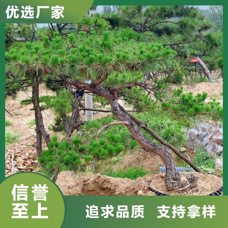 造型松奇石使用寿命长久