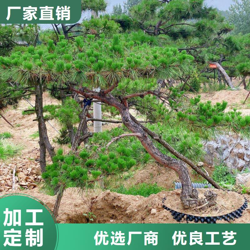  造型松定制零售批发
