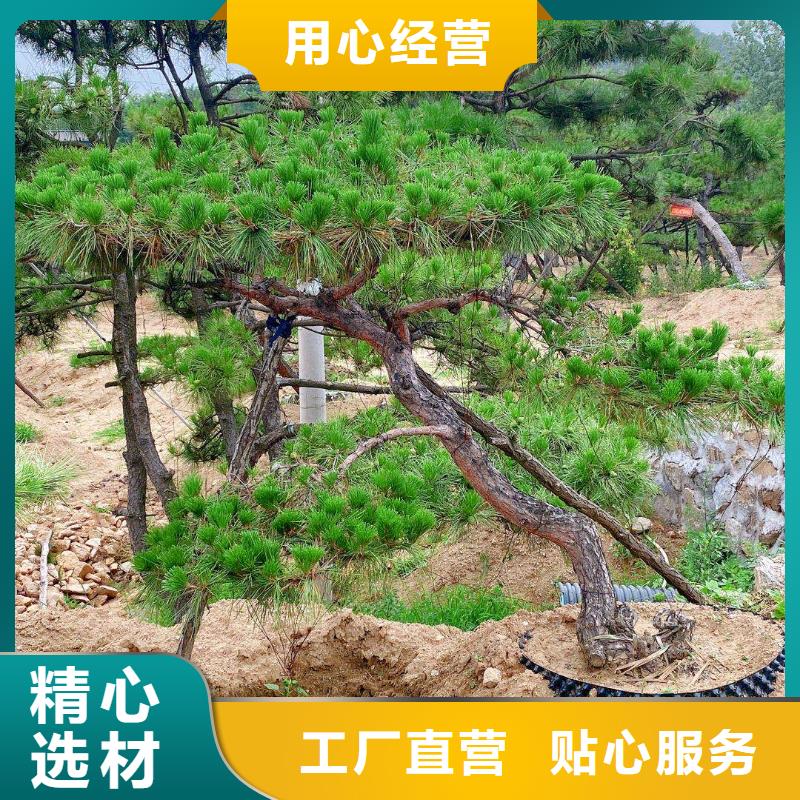  造型松满足多种行业需求