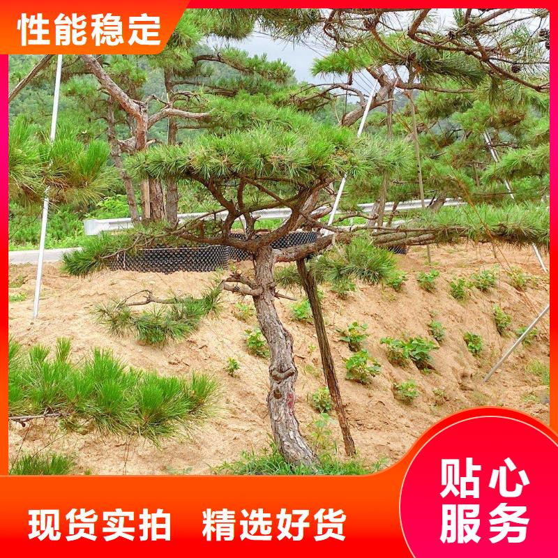  造型松N年大品牌