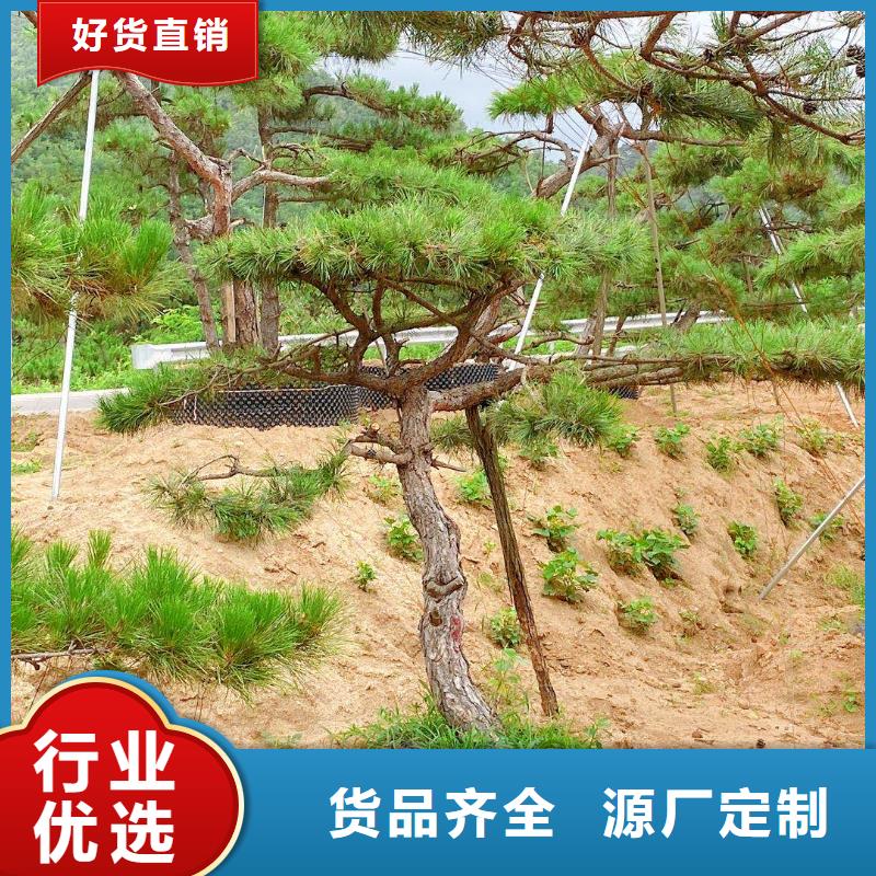 造型松平顶松订制批发