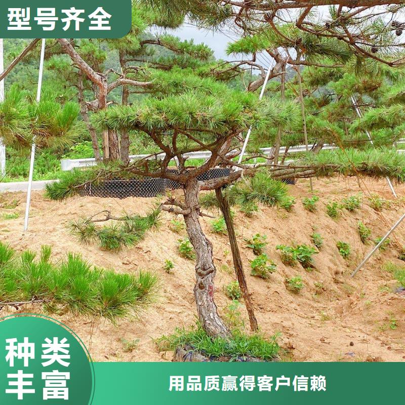 造型松造型松价格实力商家