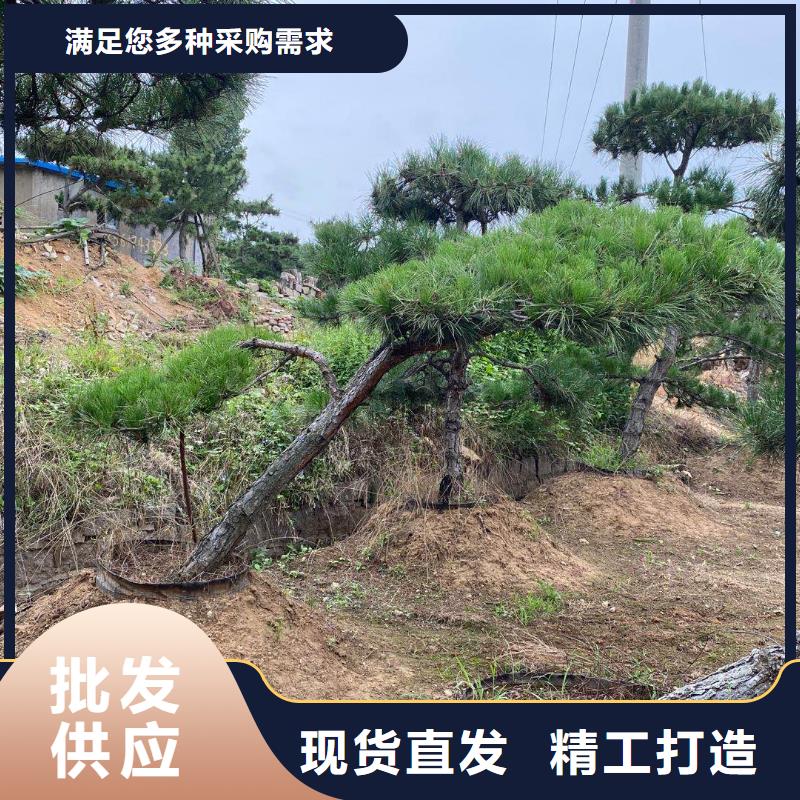  造型松物流配送