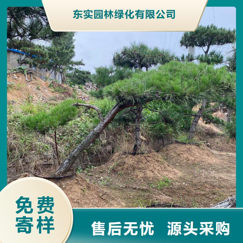 造型松,造型松价格细节决定品质