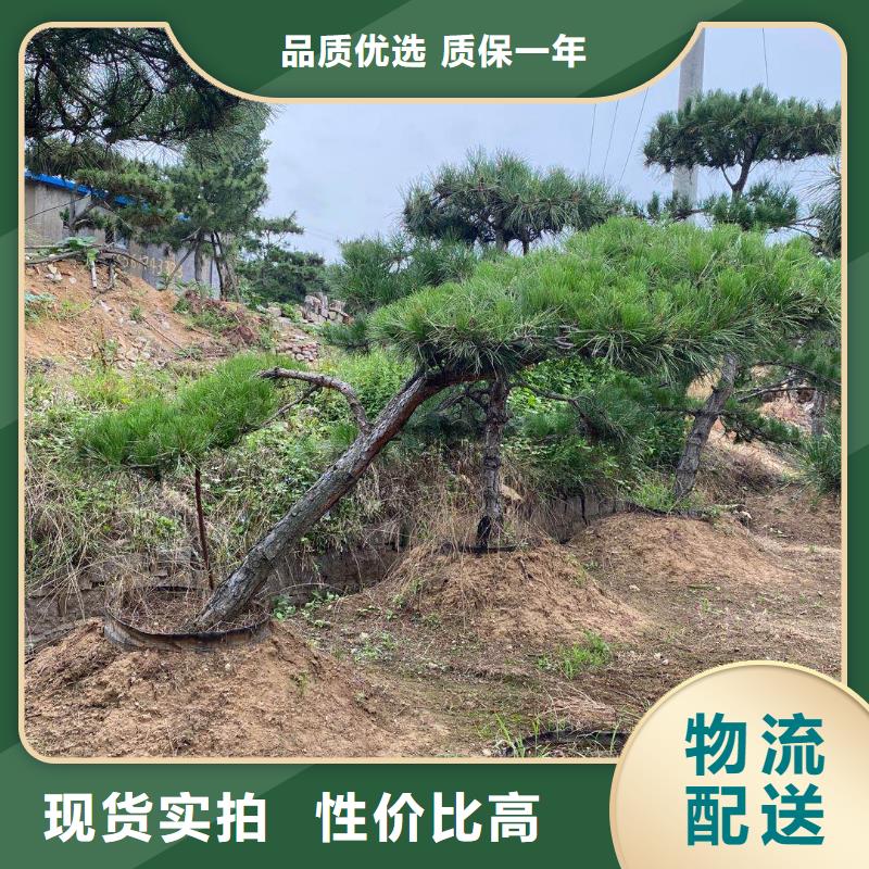 造型松黑松种类齐全