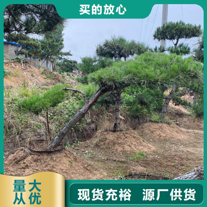 造型池松-视频-船山|蓬溪|巴中|成都|雅安|凉山东实造型池松_ 东实园林绿化(遂宁市分公司)