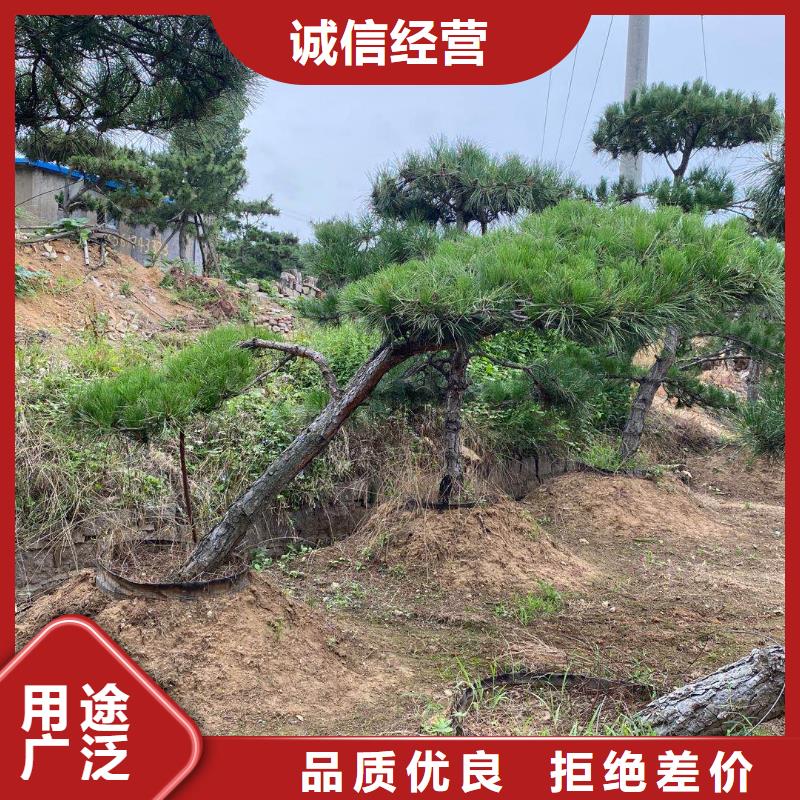  造型松N年大品牌
