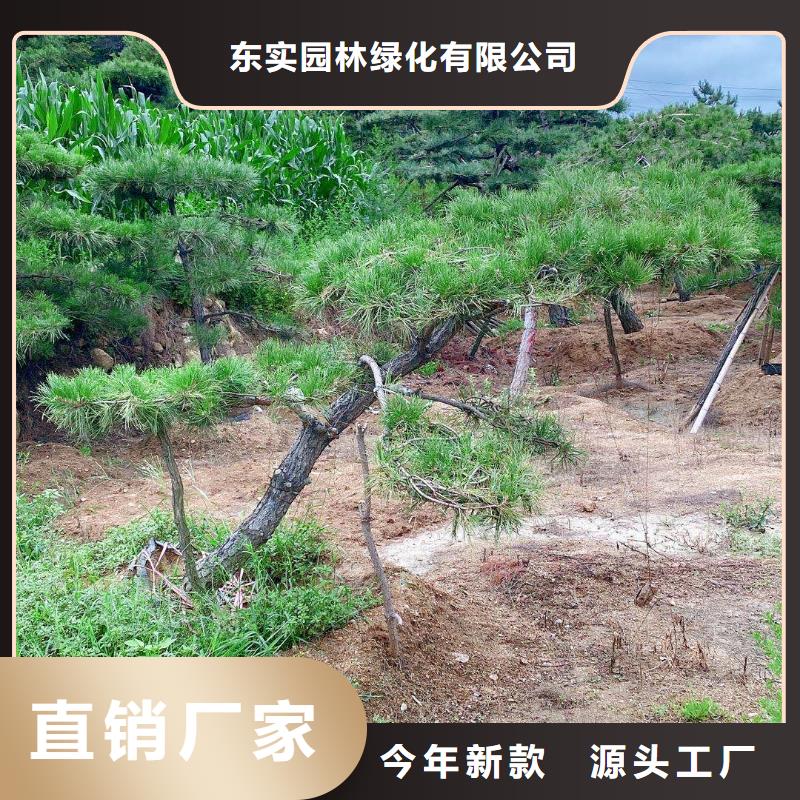 造型松,平顶松种类齐全