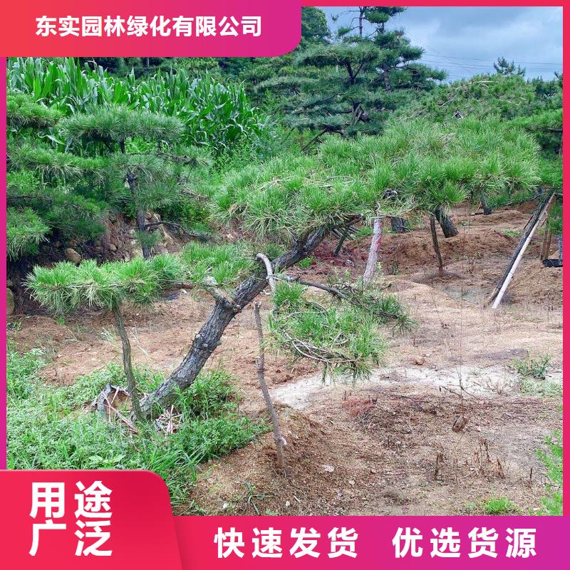 造型松,造型黑松市场报价