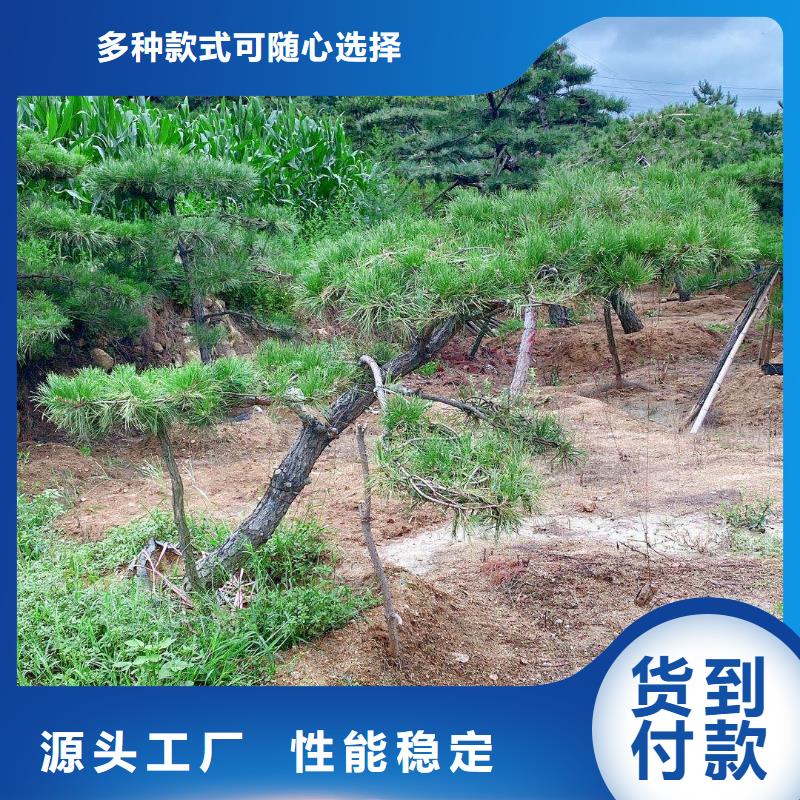 【 造型松质量安心】
