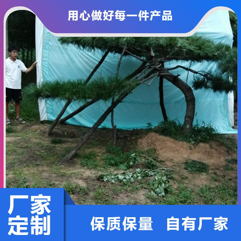  造型松品质优选