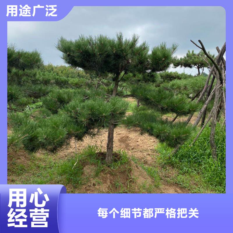 造型松-奇石支持非标定制
