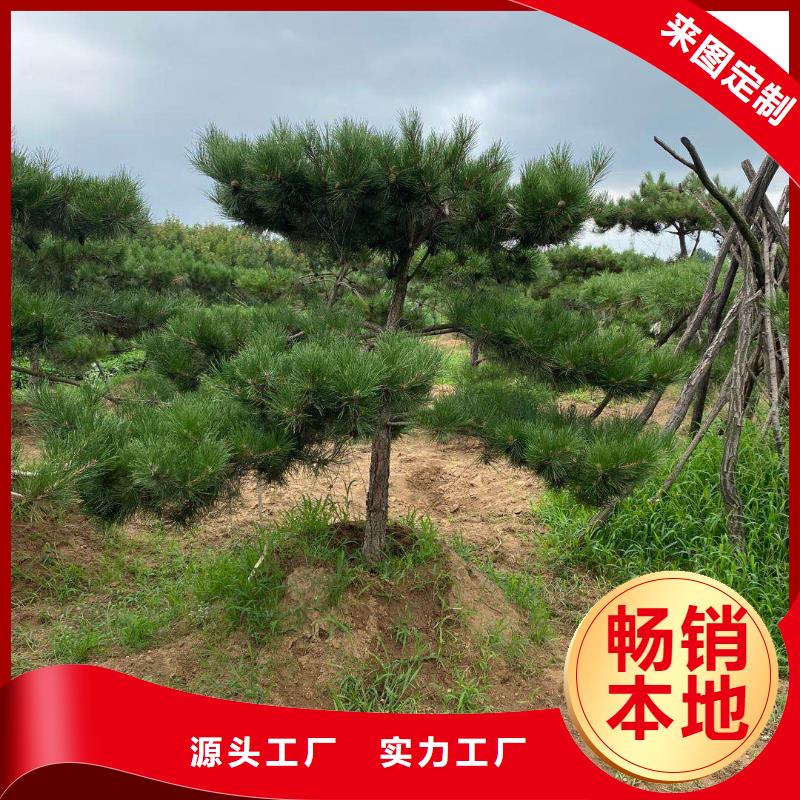 造型池松-视频-造型池松_山西省运城市市场覆盖河津|绛县|阳泉|吕梁|太原|临汾等