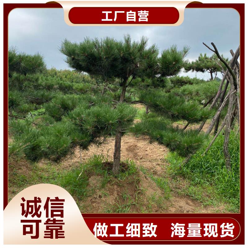 造型松盆景免费安装