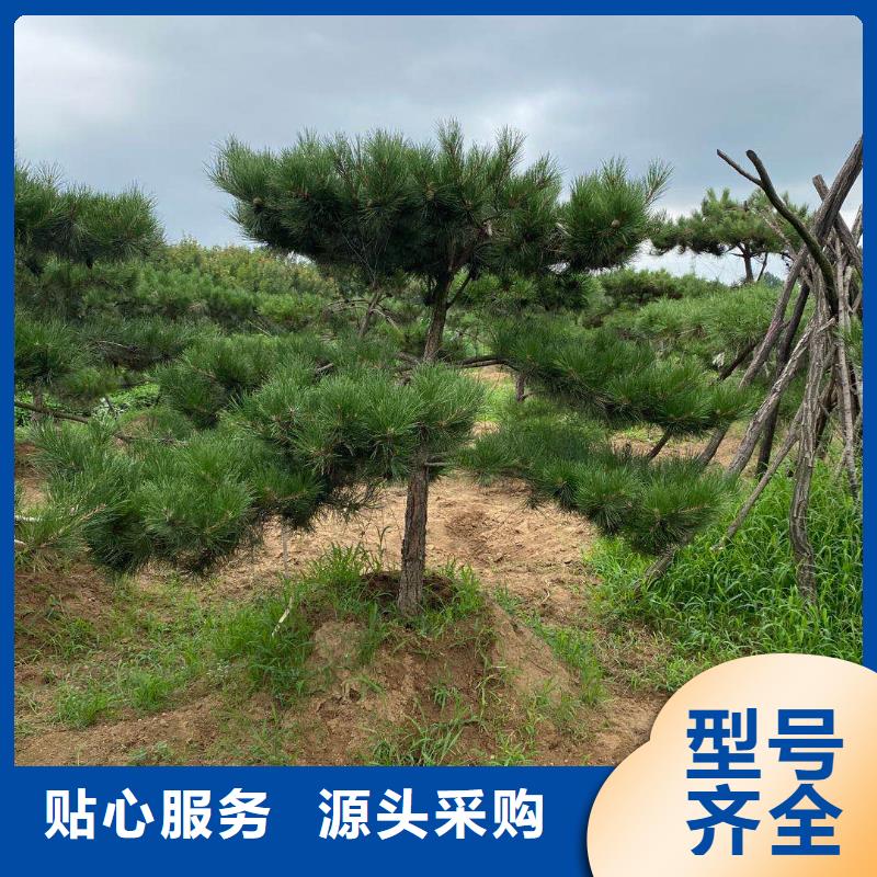  造型松工厂直营