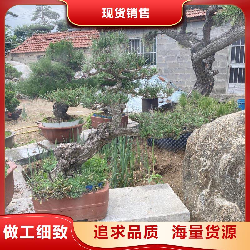 造型松,造型松价格细节决定品质