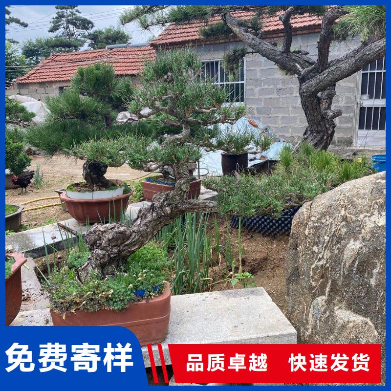 造型池松-视频-造型池松_山西省运城市市场覆盖河津|绛县|阳泉|吕梁|太原|临汾等