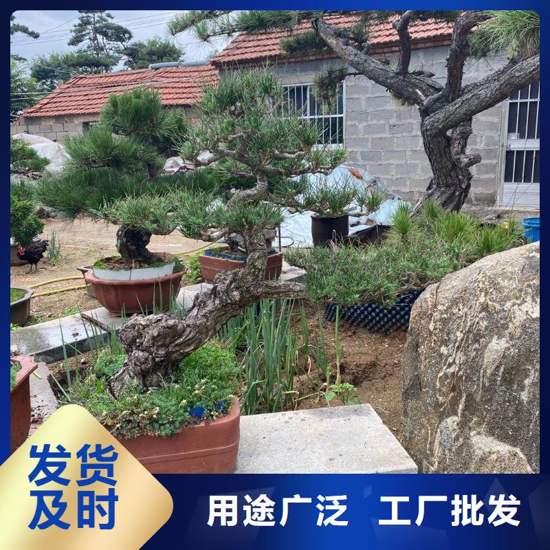 【造型松】-造型池松畅销当地