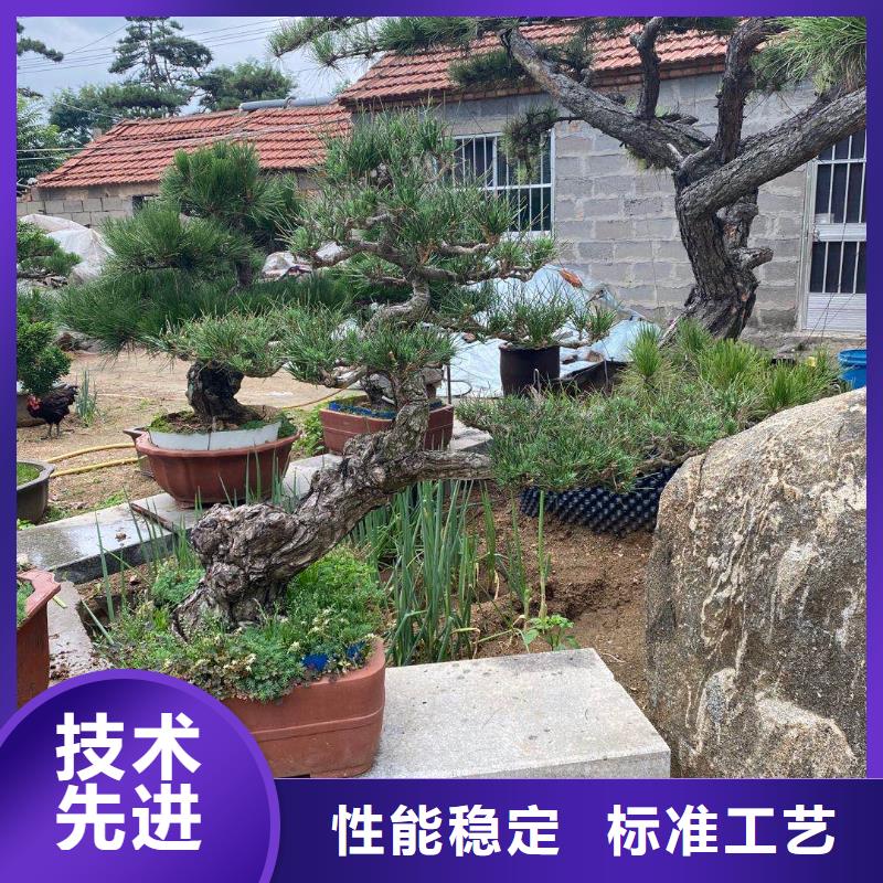  造型松工厂直营