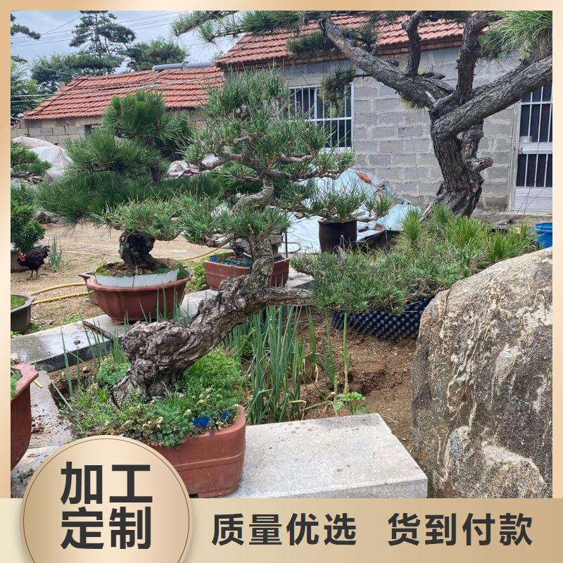 造型松,奇石优质货源