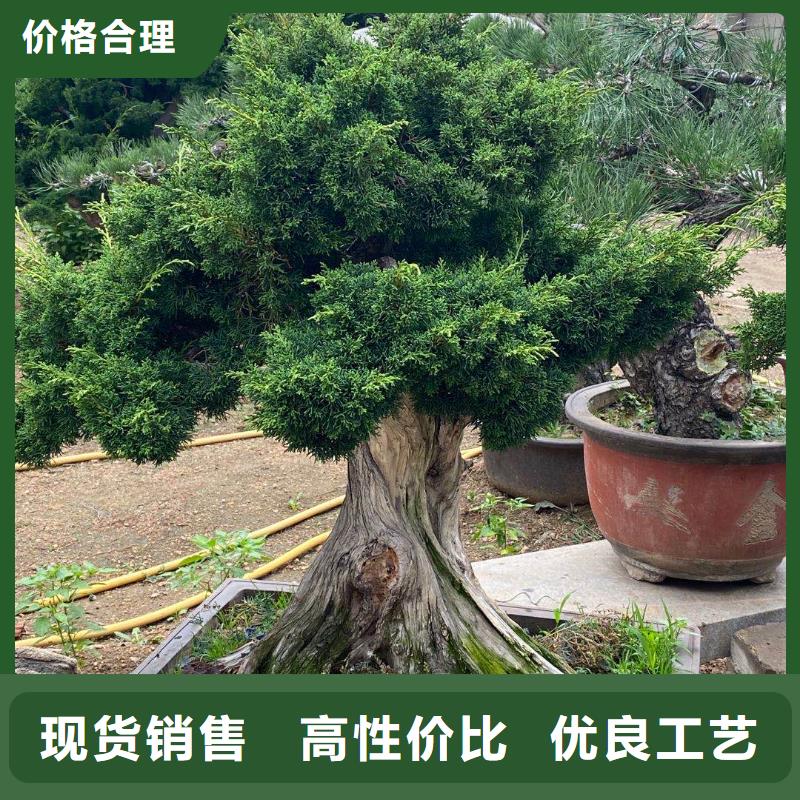 造型松平顶松用心做品质