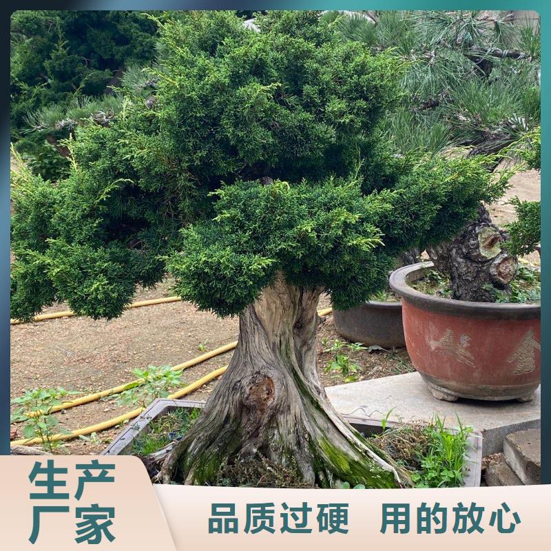  造型松规格齐全实力厂家