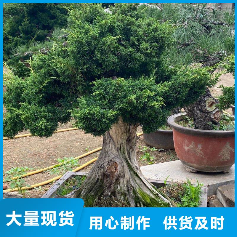 造型松造型油松制造厂家