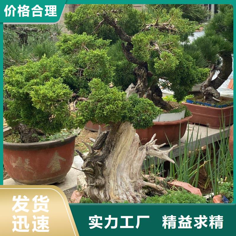 造型松盆景精工细致打造