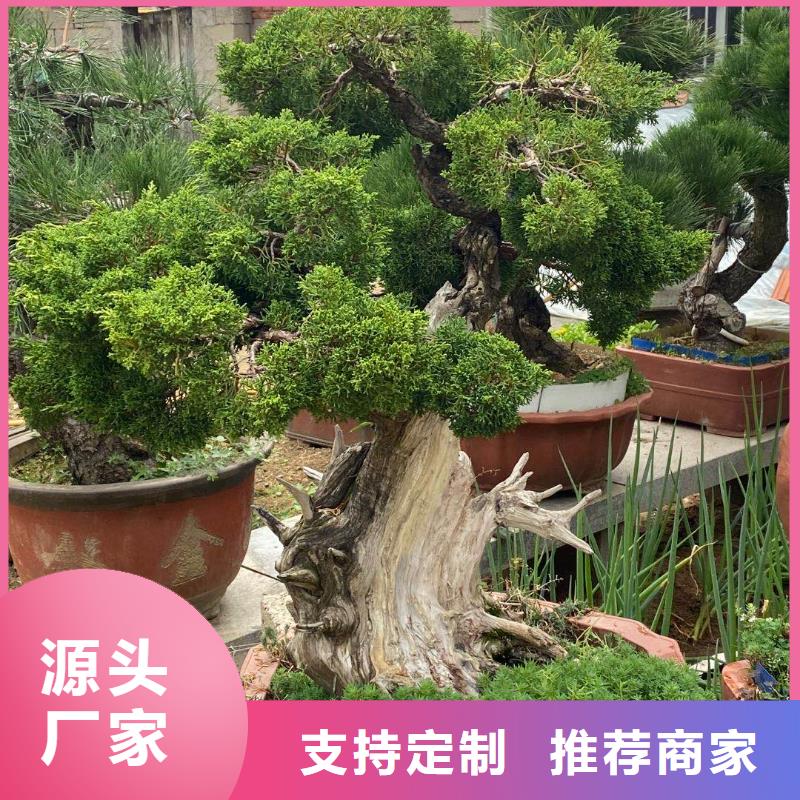 造型松-古桩颜色尺寸款式定制