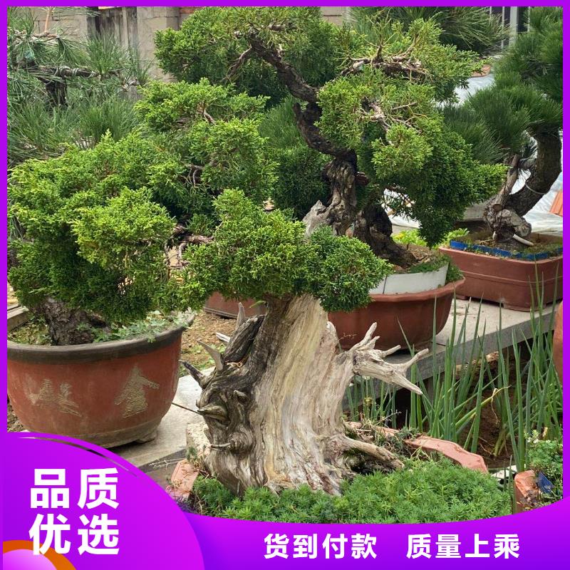  造型松快速物流发货