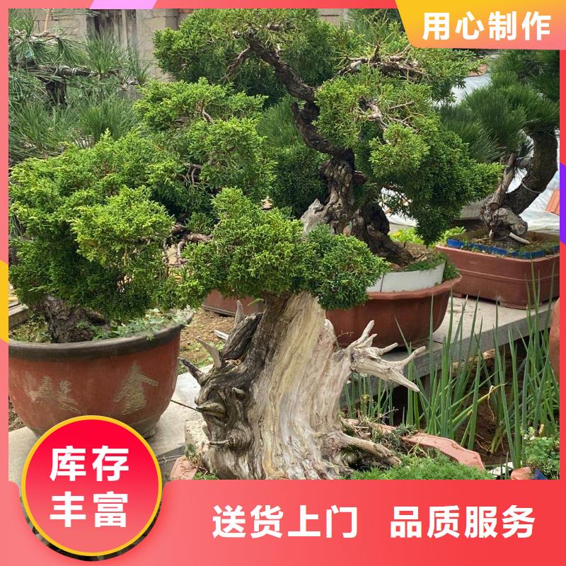 造型松迎客松实体厂家