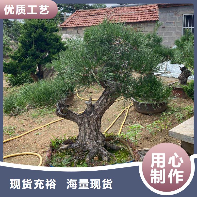 造型松,造型松价格的图文介绍